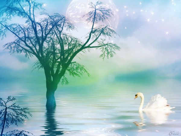 le ciel un arbre,un cygne