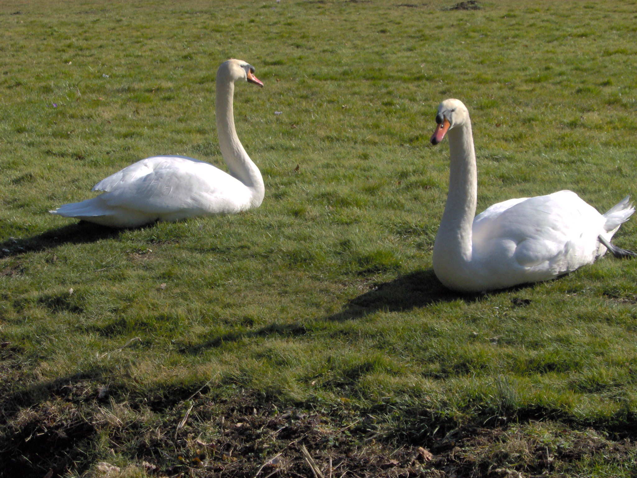 3 deux cygnes sur herbe